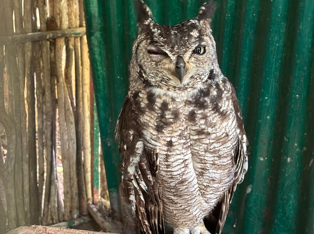 Kalume Safari-瓦塔木必去景点