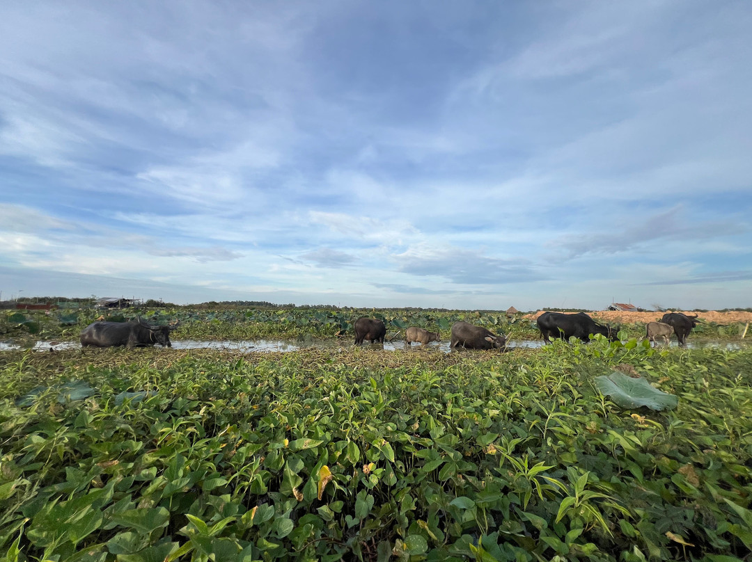 Lotus Farm Siem Reap-暹粒必去景点