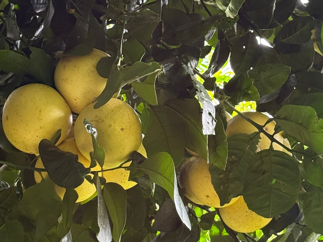 Monteverde Orchid Garden-圣埃伦娜必去景点
