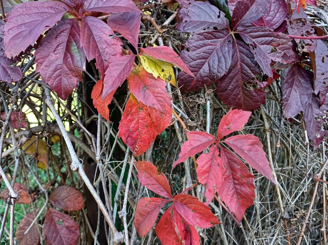 Parco Dei Tigli-切萨诺马代尔诺必去景点