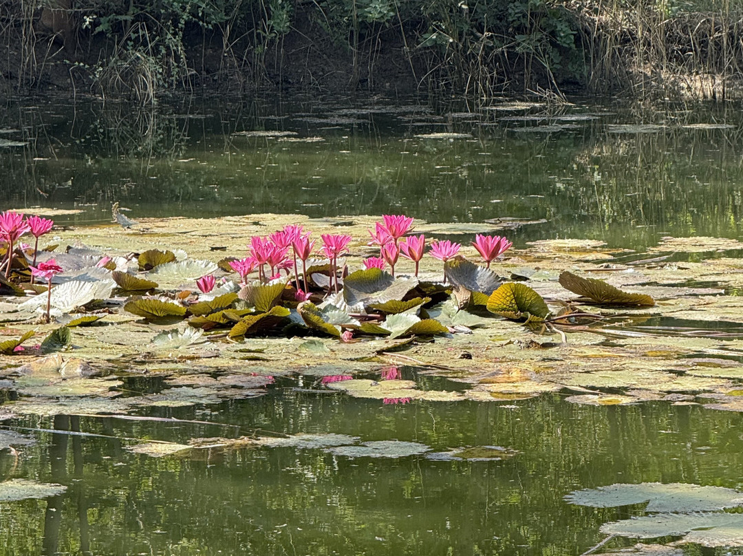 Tadoba Jungle Camp - Jungle Camps India主图