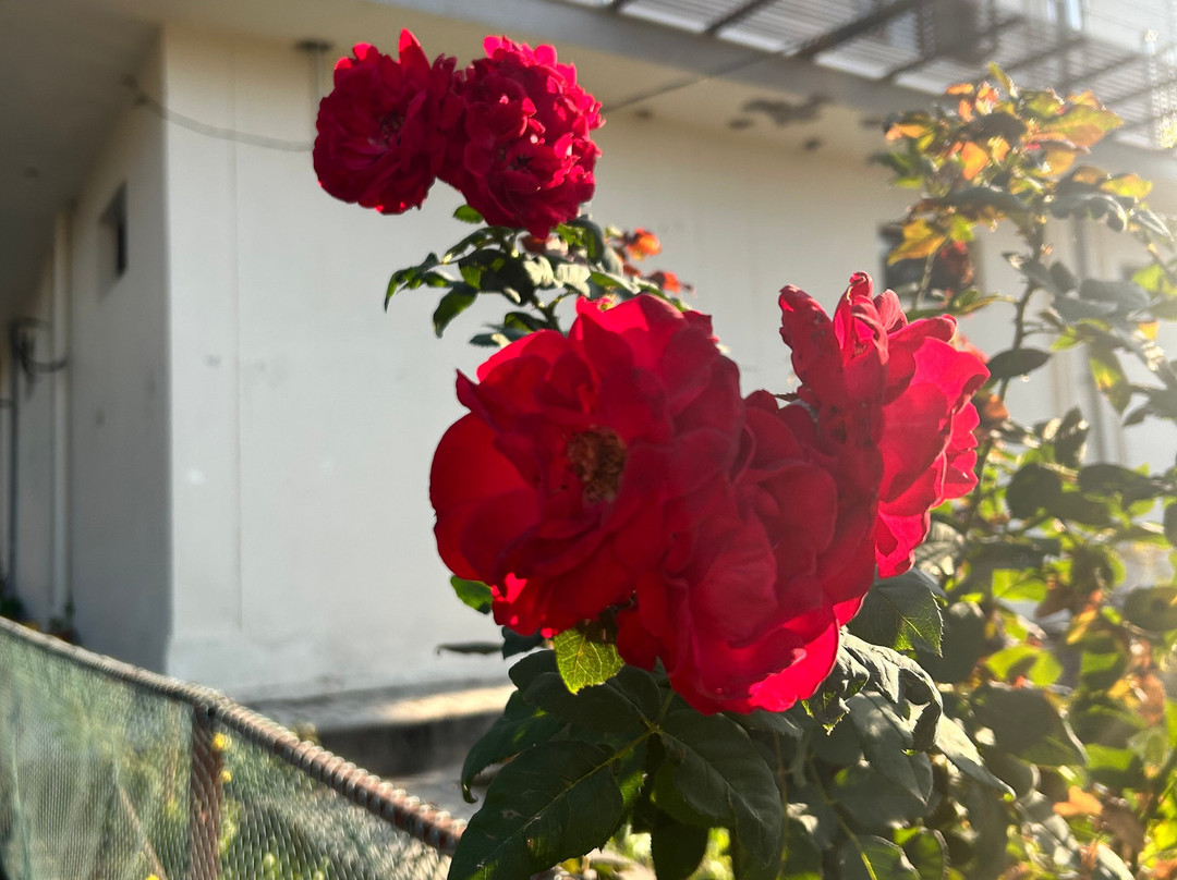 Tree of Life Birdsong Chalets主图