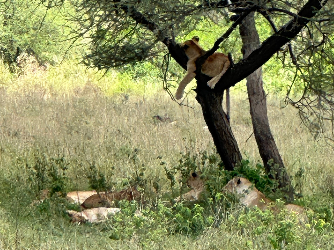 歌珊地非洲游猎之旅-阿鲁沙必去景点