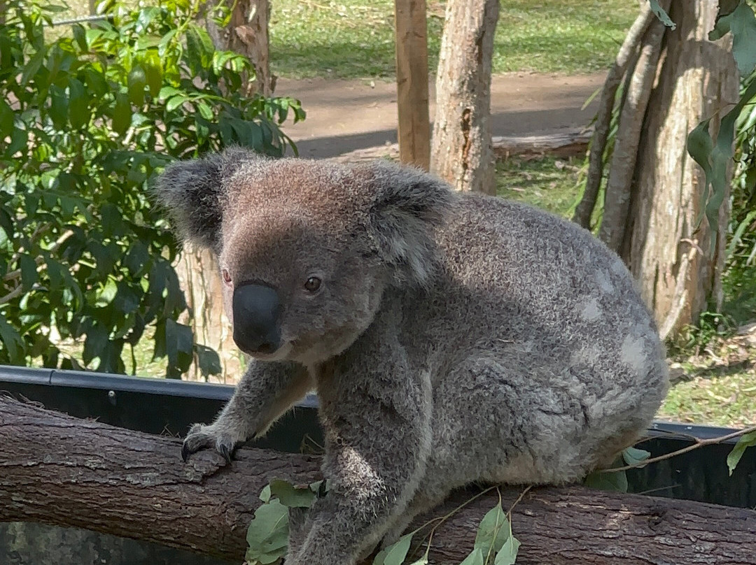 David Fleay Wildlife Park-West Burleigh必去景点