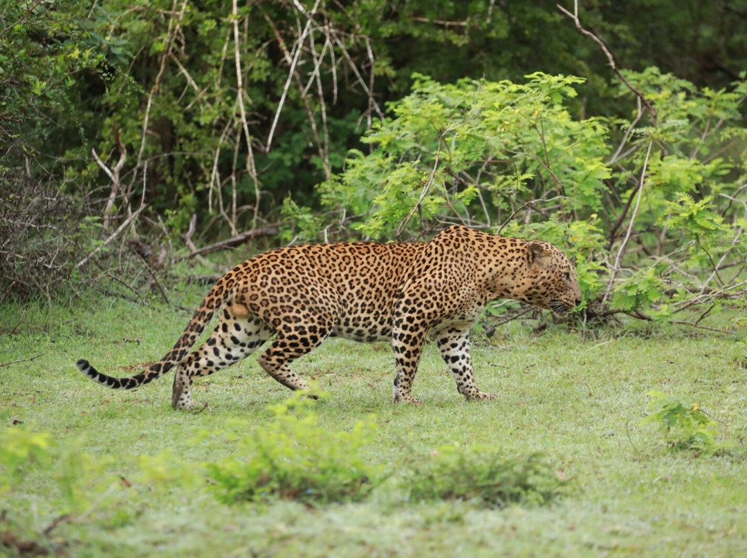 Lankan Dream Tours-Hambantota必去景点