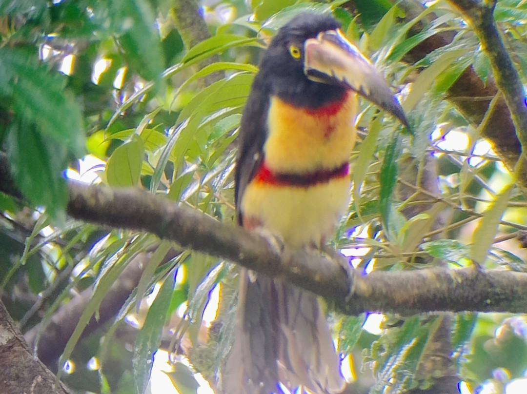 Bijagua Rainforest - Tours-Bijagua de Upala必去景点
