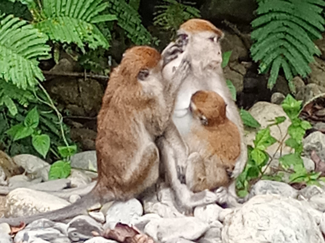 Explore Sumatra Orangutan-武吉拉旺必去景点