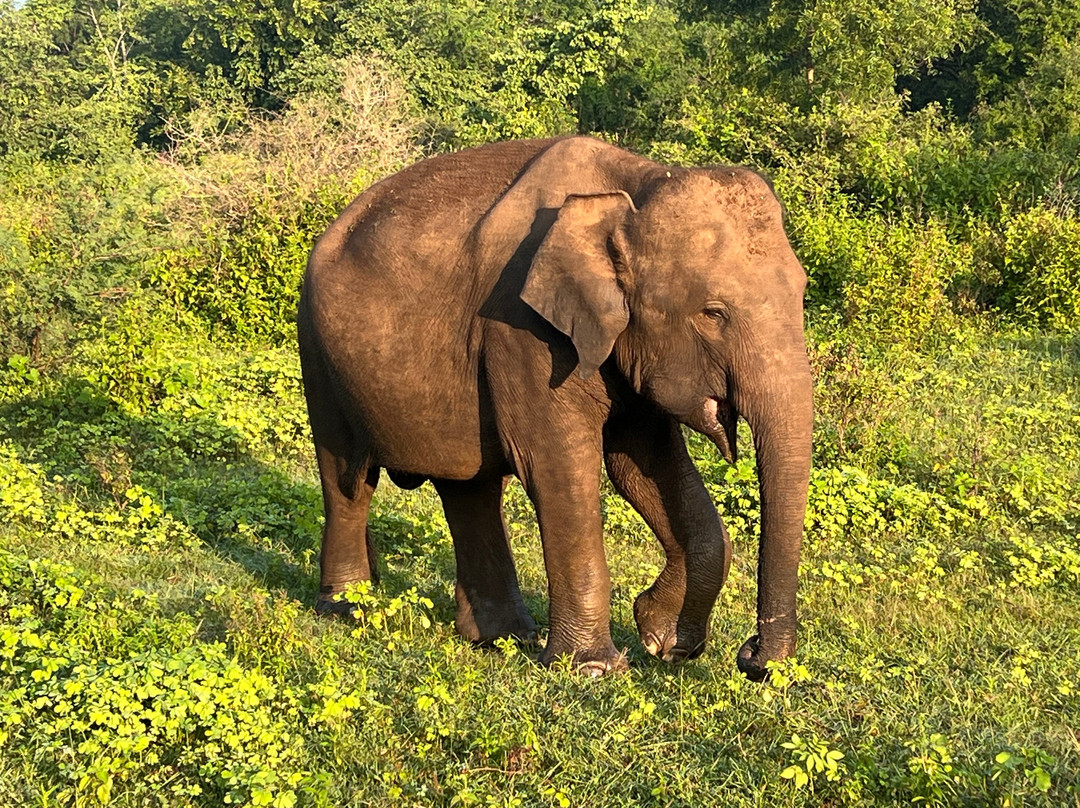 Sri Lanka Chauffeur-尼甘布必去景点