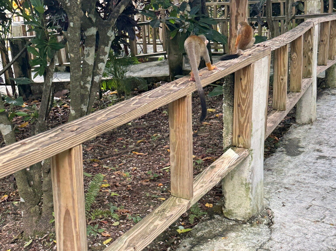 Monkeyland-Higuey必去景点