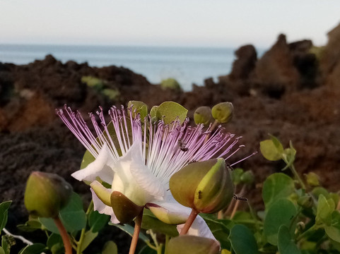 sicily with love transfer and tour