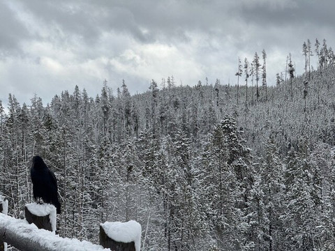 Yellowstone Adventure Tours-西黄石镇必去景点
