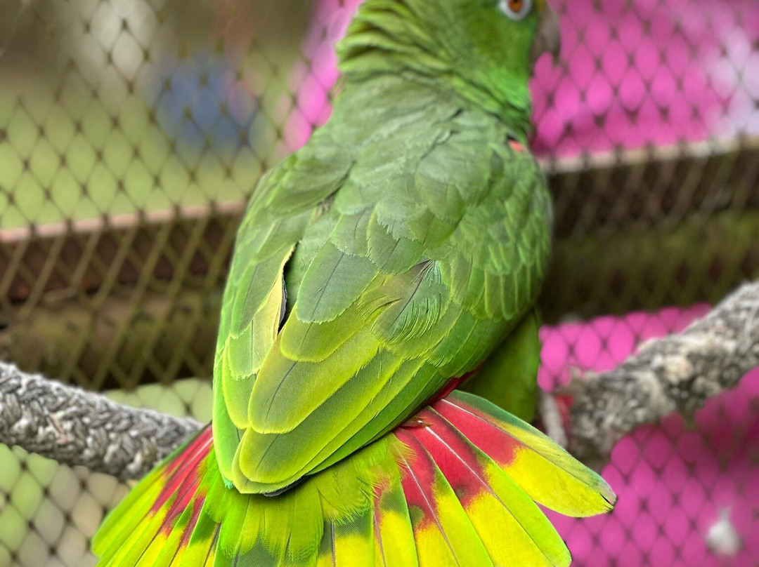 Jungla de Panama Wildlife Refuge-波魁特必去景点