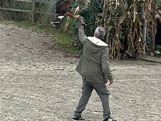 Parc aux Rapaces - Fauconnerie Marche - Madiran-Saint-Lanne必去景点