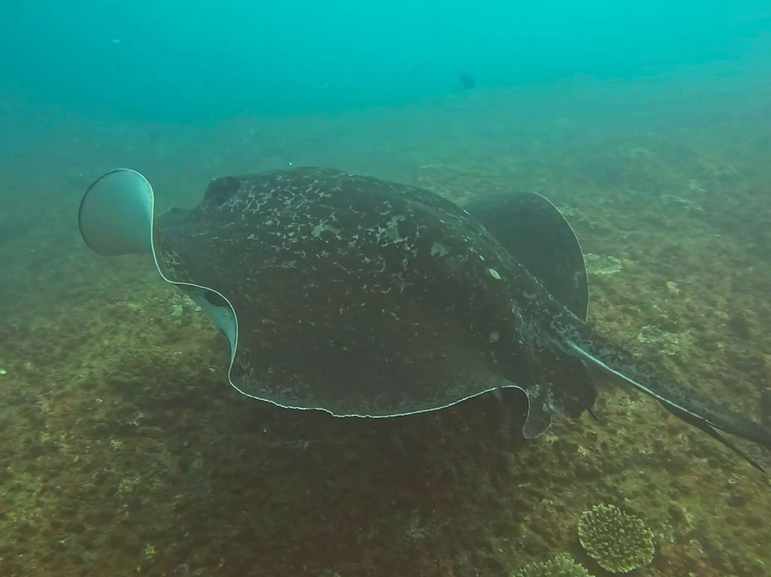 Wolf Rock Dive Centre-Rainbow Beach必去景点