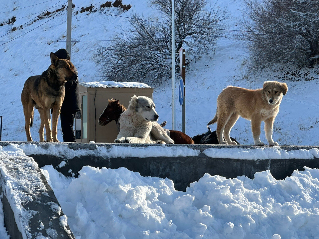 Charvak Reservoir-塔什干必去景点