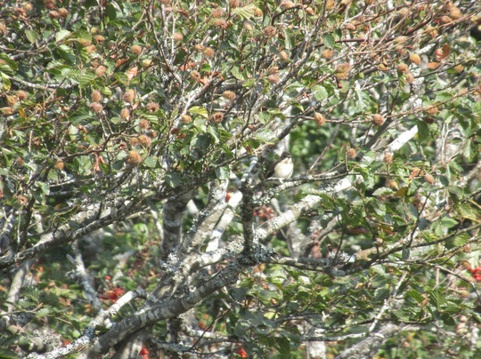 Mirador De Piedrasluengas-Pesaguero必去景点