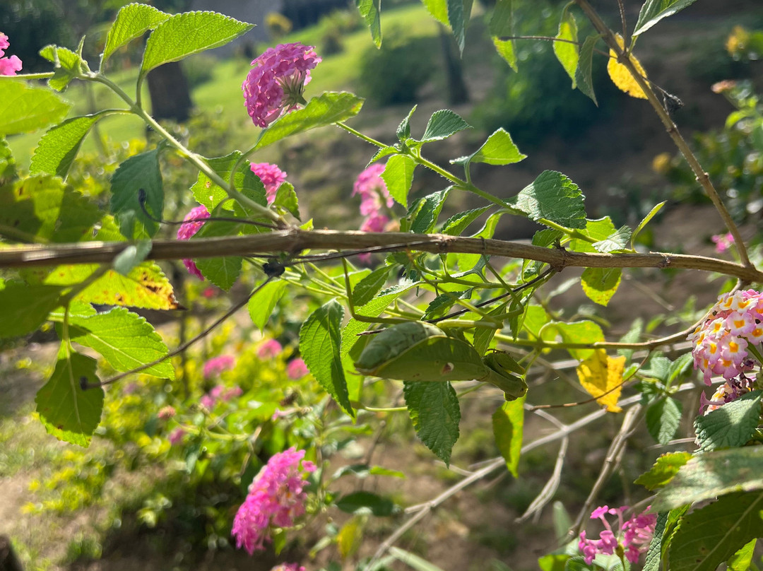 Cunaguaro Travel-Yopal必去景点