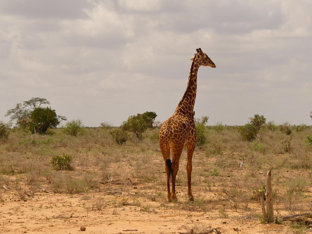 Malik Safari-马林地必去景点