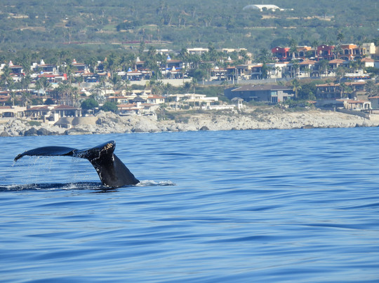 Cabo Sails-卡波圣卢卡斯必去景点