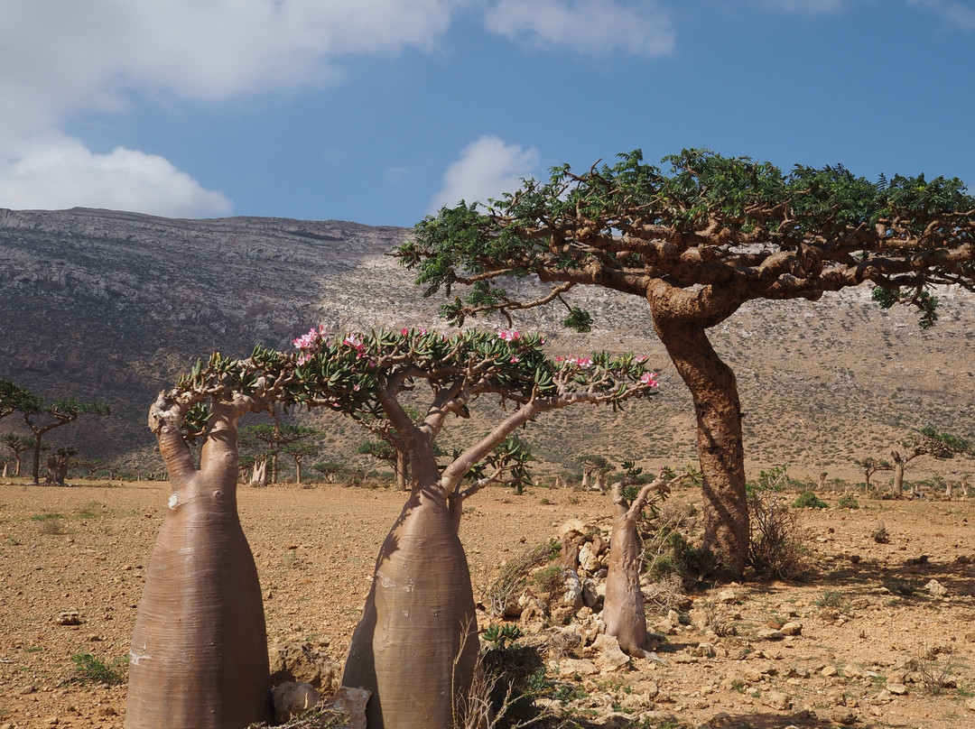 Socotra Nights-Hadiboh必去景点