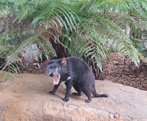 Symbio Wildlife Park-海伦斯堡必去景点