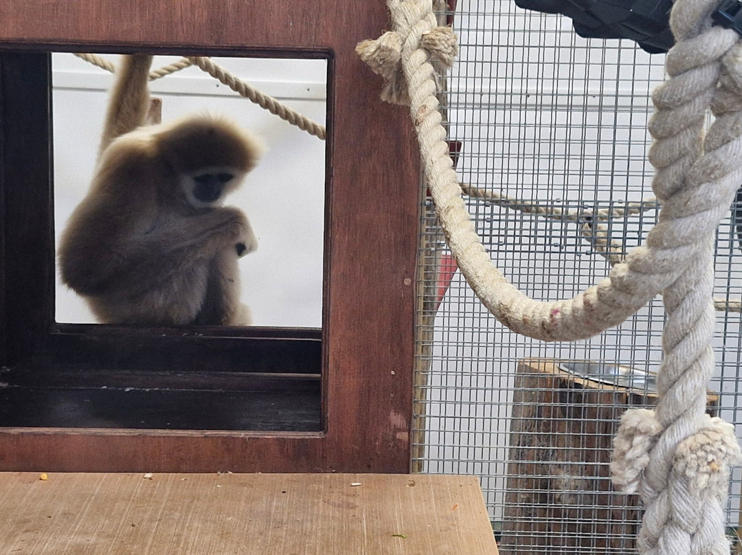 Welsh Mountain Zoo-科尔温湾必去景点