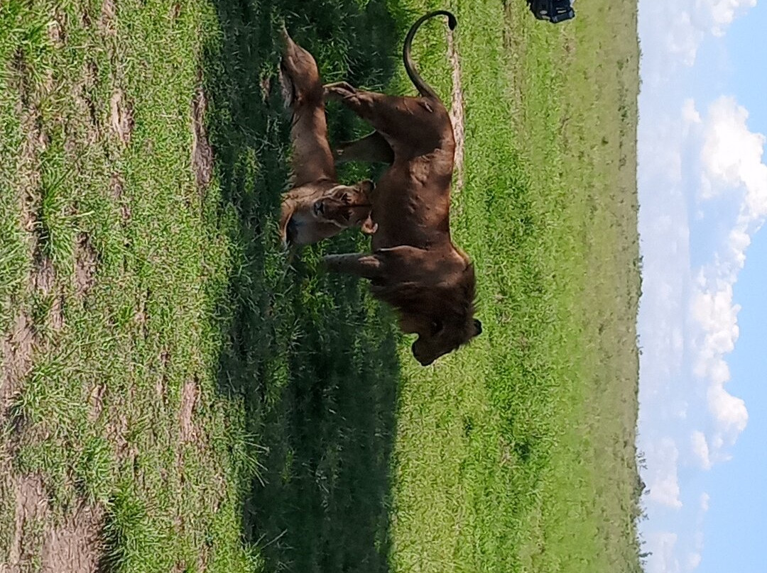Malnodez Safaris-纳库鲁必去景点