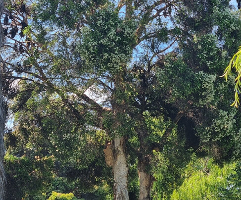 Phillips Gardens-Maryborough必去景点