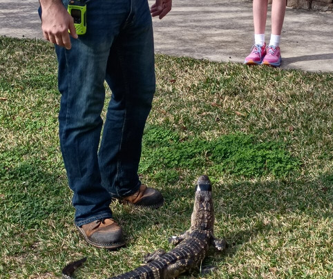 Insta-Gator Ranch & Hatchery-卡温顿必去景点