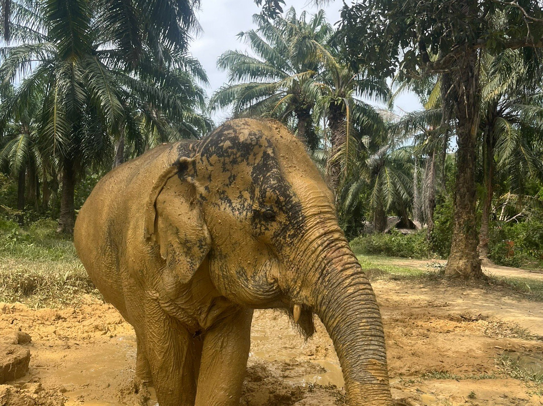 Lanta Elephant Sanctuary-兰塔岛必去景点