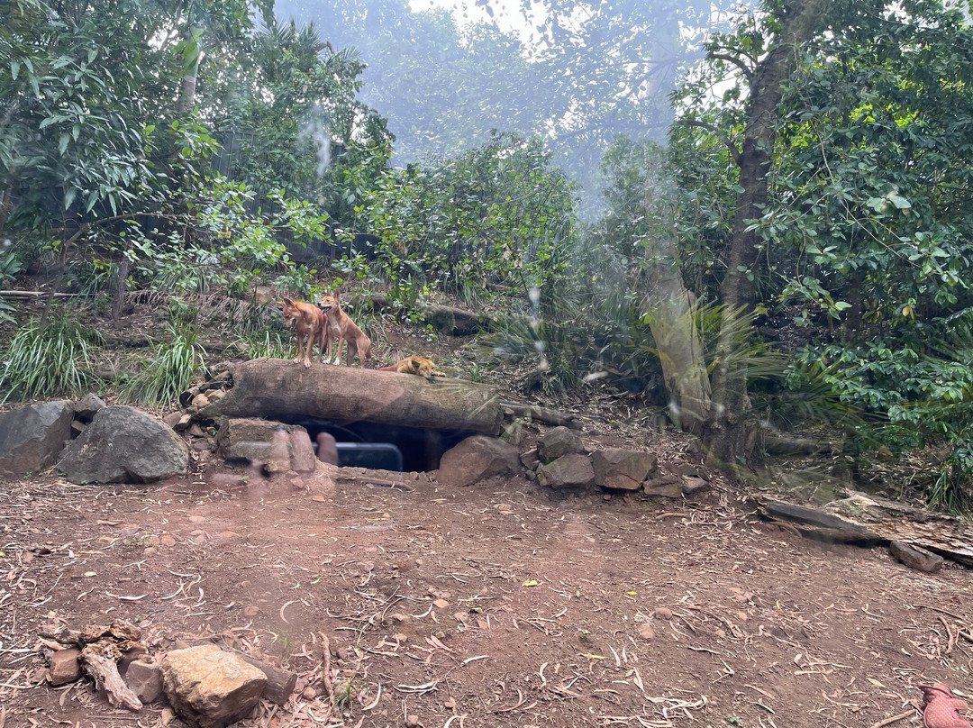 汉密尔顿岛野生动物世界-汉密尔顿岛必去景点