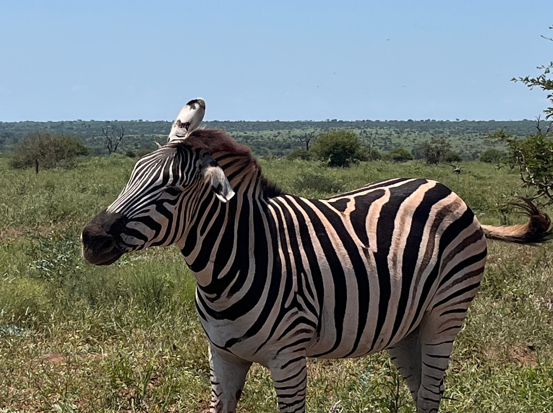 Southern Kruger Safaris-玛洛斯帕克必去景点