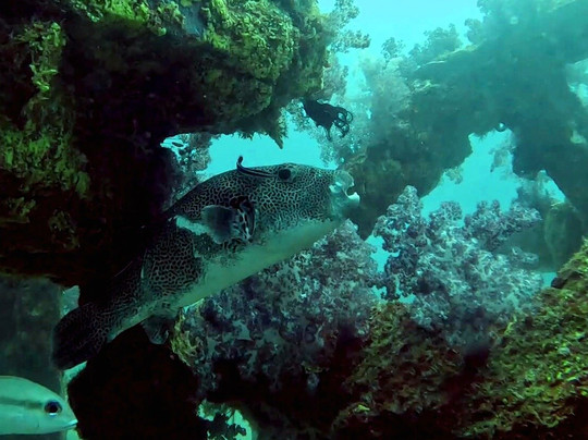 Oceanic Divecenter-卡塔海滩必去景点