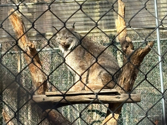 Lakota Wolf Preserve-Columbia必去景点