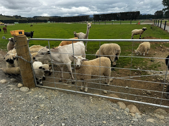 Woodstone Farm, Te Anau, New Zealand-蒂阿瑙必去景点