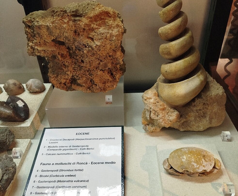 Museo Geopaleontologico di Cava Bomba-Cinto Euganeo必去景点