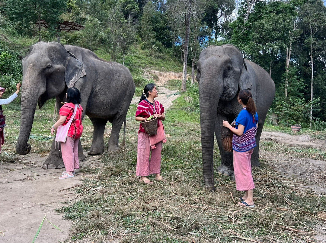 Karen Tribe Native Elephant-清迈必去景点