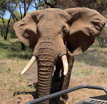 Maisha Adventures-阿鲁沙必去景点