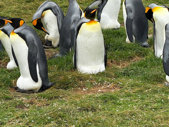 Bluff Cove Lagoon-East Falkland必去景点