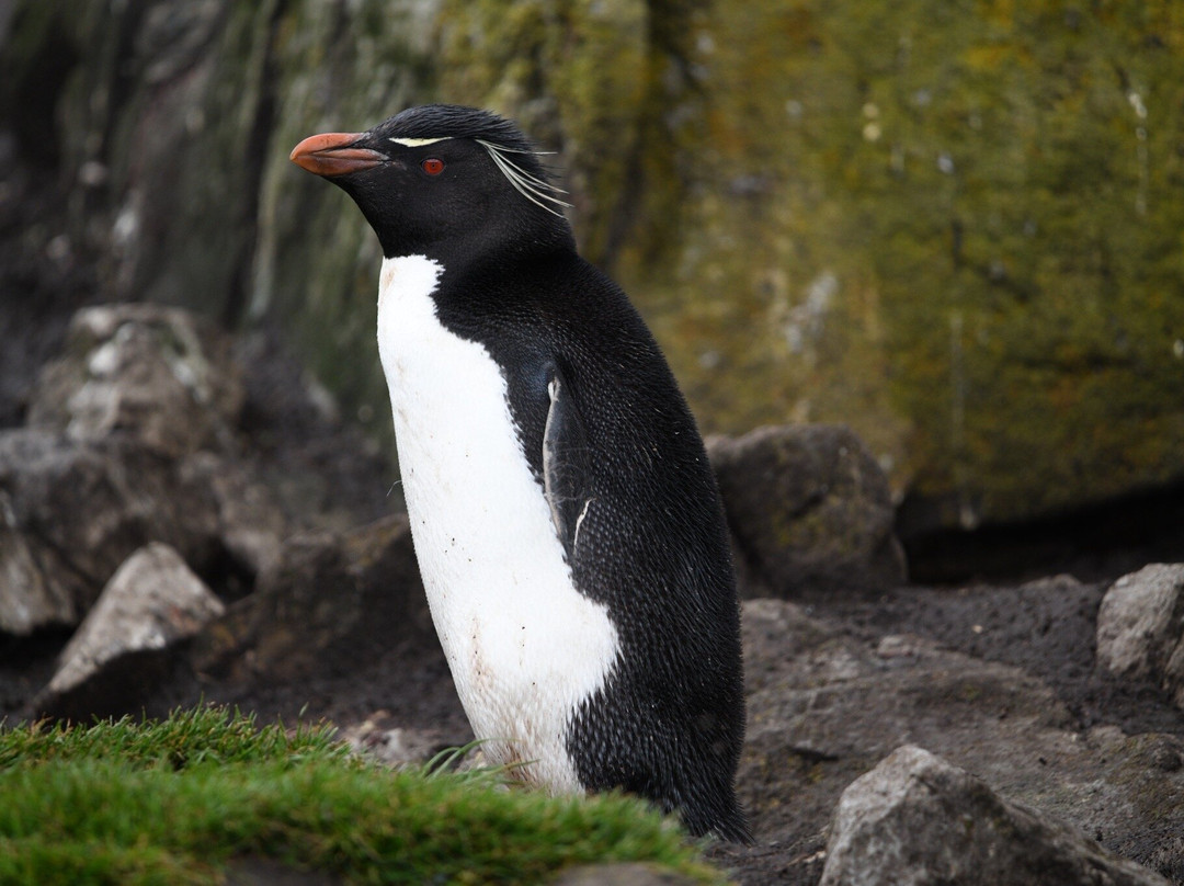 Kidney Cove Tours-Stanley必去景点
