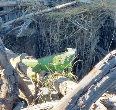 Laguna Ventanilla-Mazunte必去景点