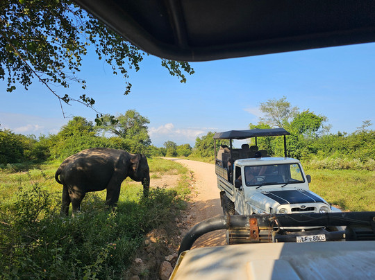 Kavisha Safari Service Udawalawa-乌达瓦拉瓦必去景点