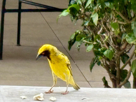 Domaine de Grand Baie主图