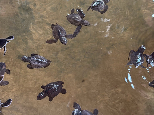 Induruwa Sea Turtle Conservation Project & Sea Turtle Information Center-因都鲁瓦必去景点