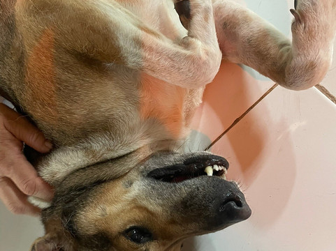 Cambodia Wildlife Sanctuary-暹粒必去景点