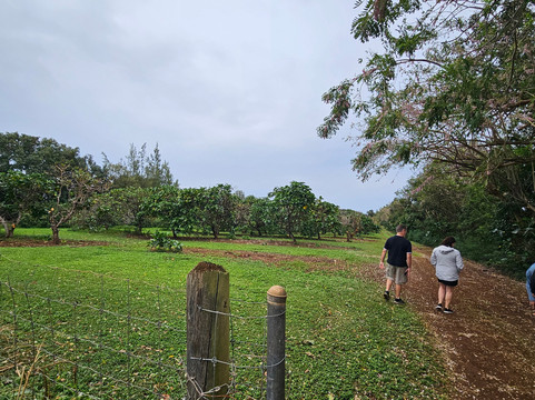 Hawaiian Organic Noni-基拉韦厄必去景点