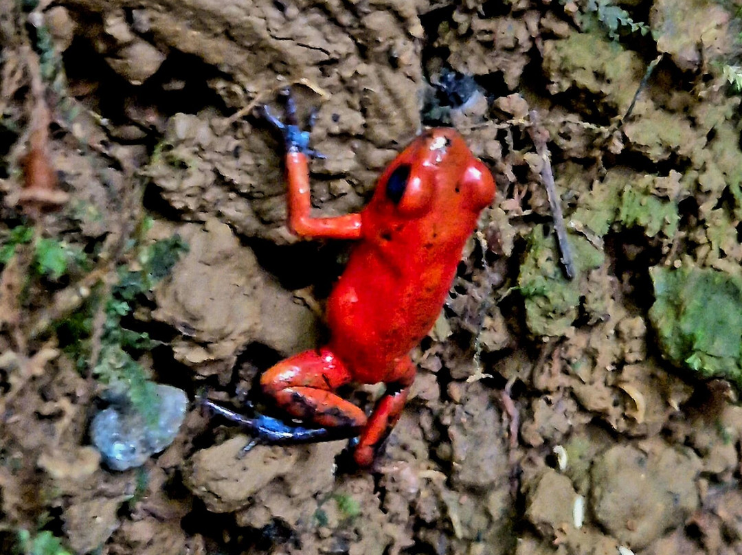 Costa Rica Decouverte-圣何塞必去景点