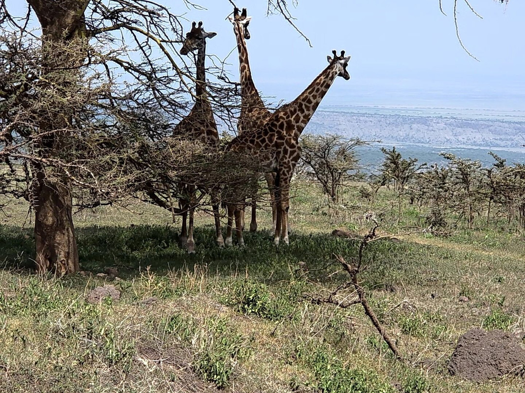 Carlight Tours & Safari Limited-Dar es Salaam必去景点