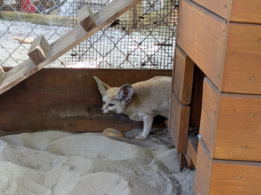 Shy Wolf Sanctuary Education & Experience Center-Golden Gate必去景点