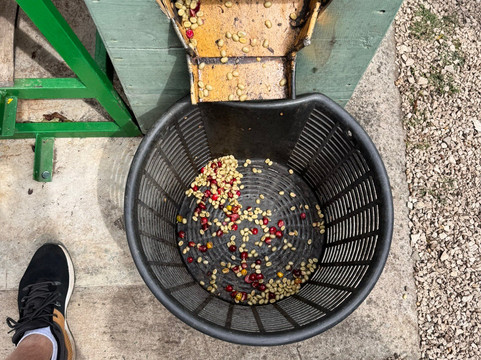 Café Monteverde Coffee Tour-圣埃伦娜必去景点